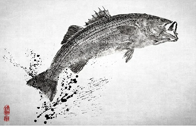 Striped Bass Gyotaku Artwork Print by Dwight Hwang